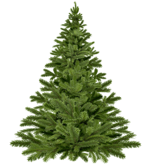 Christmas tree undecorated